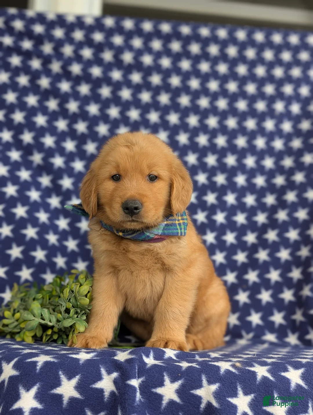 Golden Retriever dogs for sale: Travis AKC Reg - Ad 1