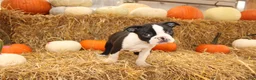 Boston Terrier dogs for sale: Jared - Ad 4