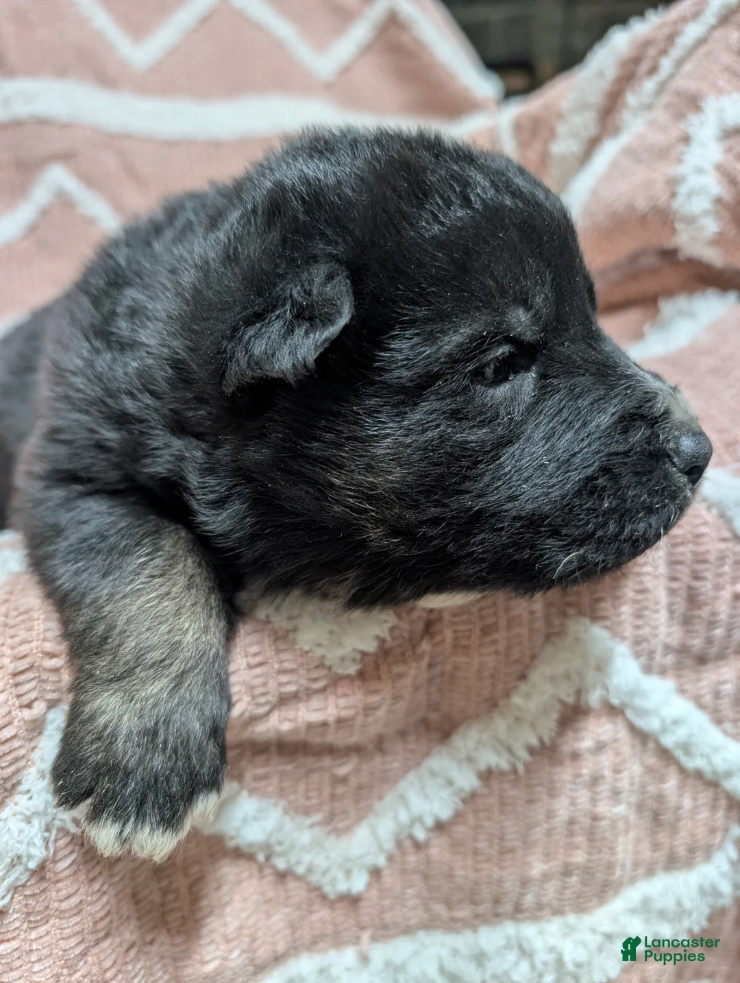 Gerberian Shepsky dogs for sale: Bentley  - Ad 1