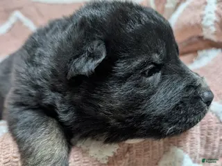 Gerberian Shepsky dogs Bentley - Ad 5