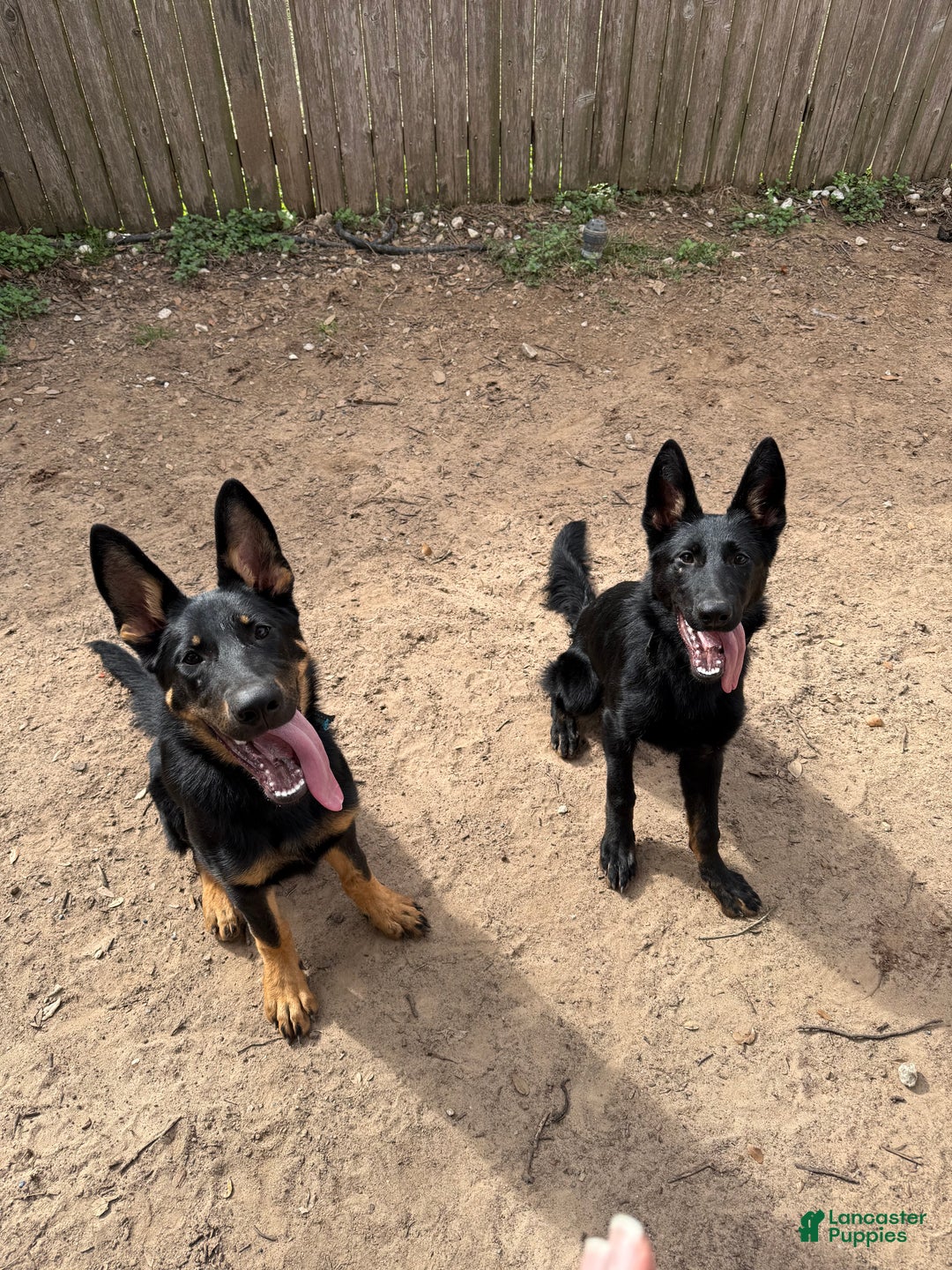 German Shepherd dogs for sale: German Shepherd Puppy 1 - Ad 4
