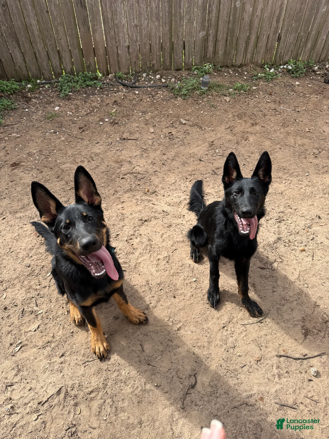 German Shepherd dogs for sale: German Shepherd Puppy 1 - Ad 19