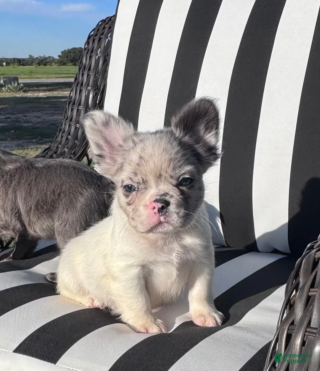 French Bulldog dogs for sale: French Bulldog 1 - Ad 1