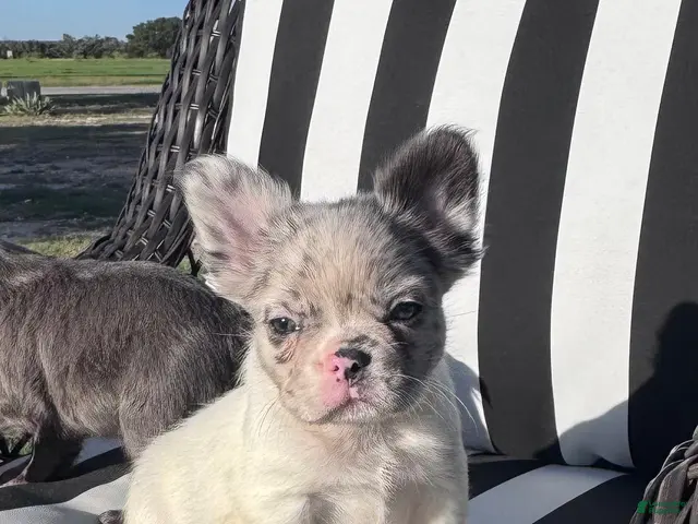 French Bulldog dogs for sale: French Bulldog 1 - Ad 1