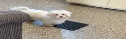 Maltipoo dogs for sale: Suzie  - Ad 14