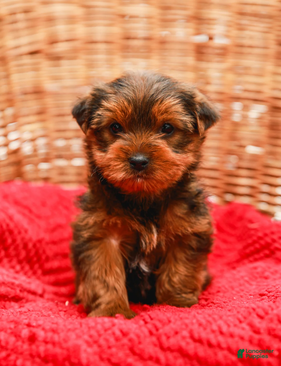 Yorkshire Terrier dogs for sale: Teddy (Small) - Ad 3