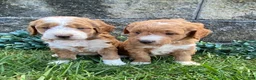 Mini Goldendoodle dogs for sale: Spice - Ad 6