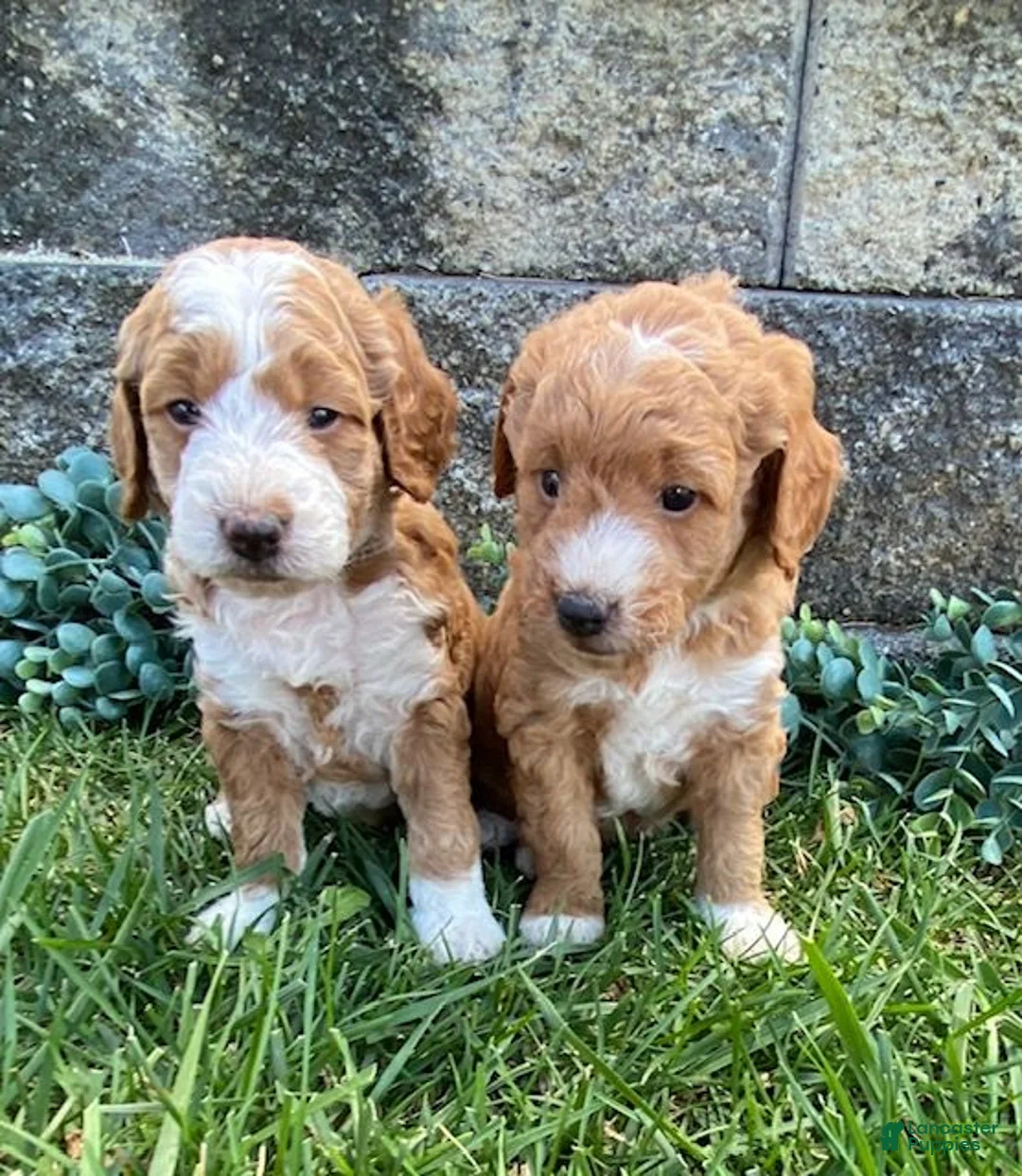 Mini Goldendoodle dogs for sale: Spice - Ad 6
