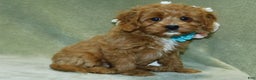 Cavapoo dogs for sale: Beau - Ad 2