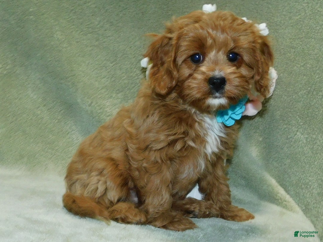 Cavapoo dogs for sale: Beau - Ad 2