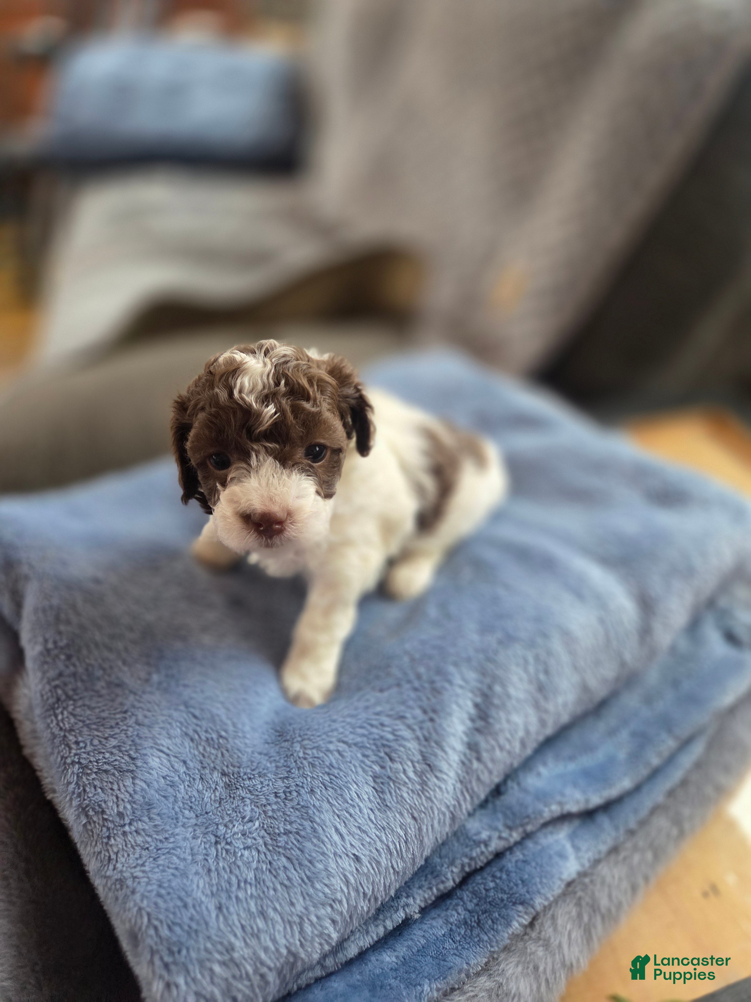 Toy Poodle dogs Toy Poodle Puppy 3 - Ad 2