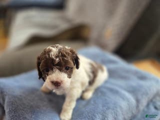 Toy Poodle dogs Toy Poodle Puppy 3 - Ad 33