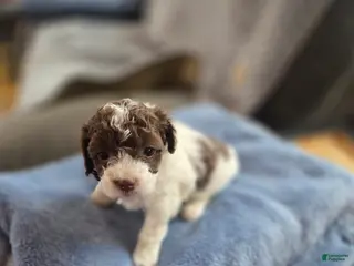 Toy Poodle dogs Toy Poodle Puppy 3 - Ad 1