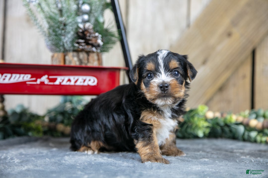 Yorkshire Terrier dogs for sale: Ruckus - Ad 1