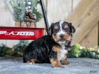 Yorkshire Terrier dogs Ruckus - Ad 35