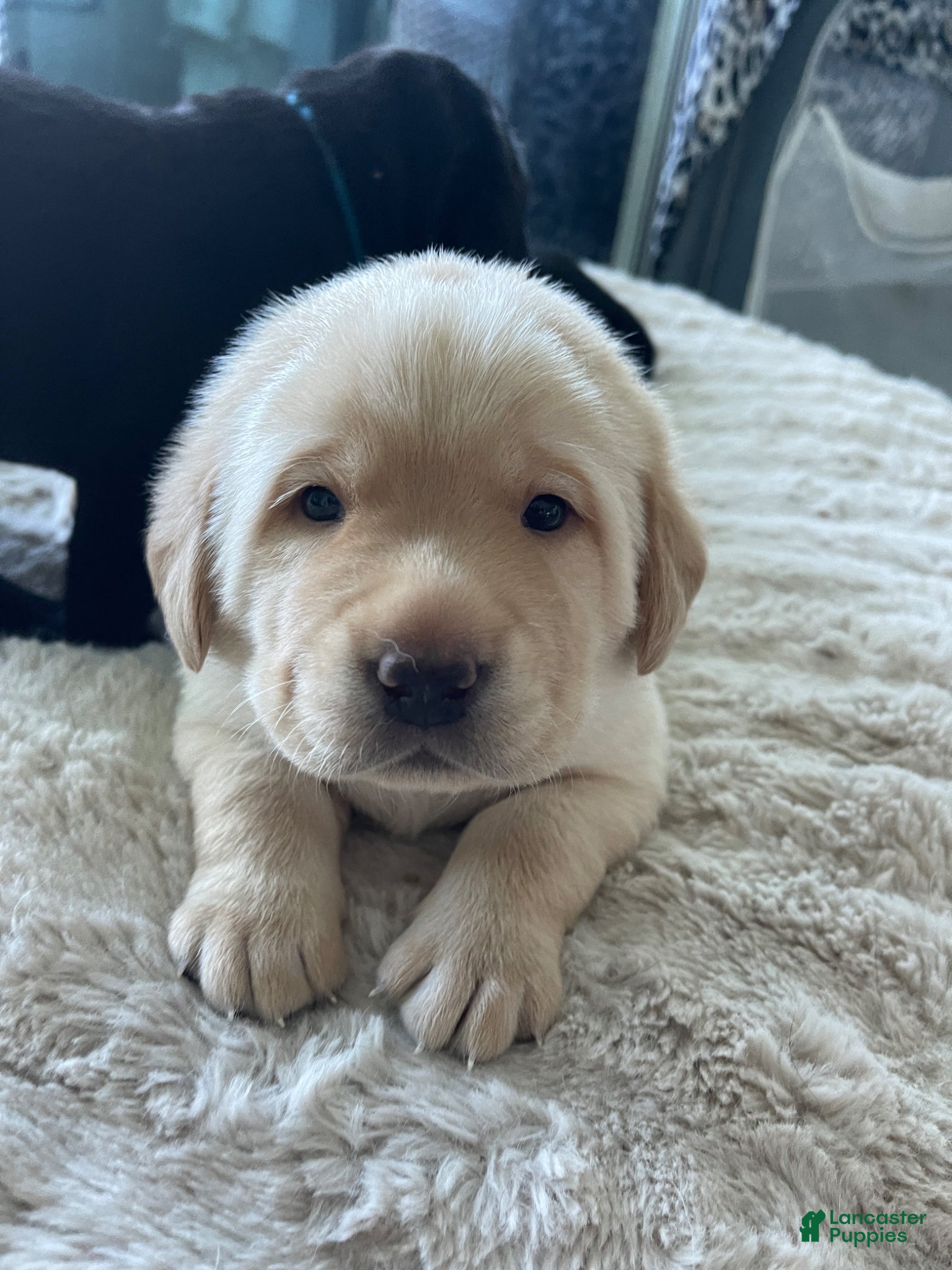 Labrador Retriever dogs for sale: Labrador Retriever Puppy - REX - Ad 7