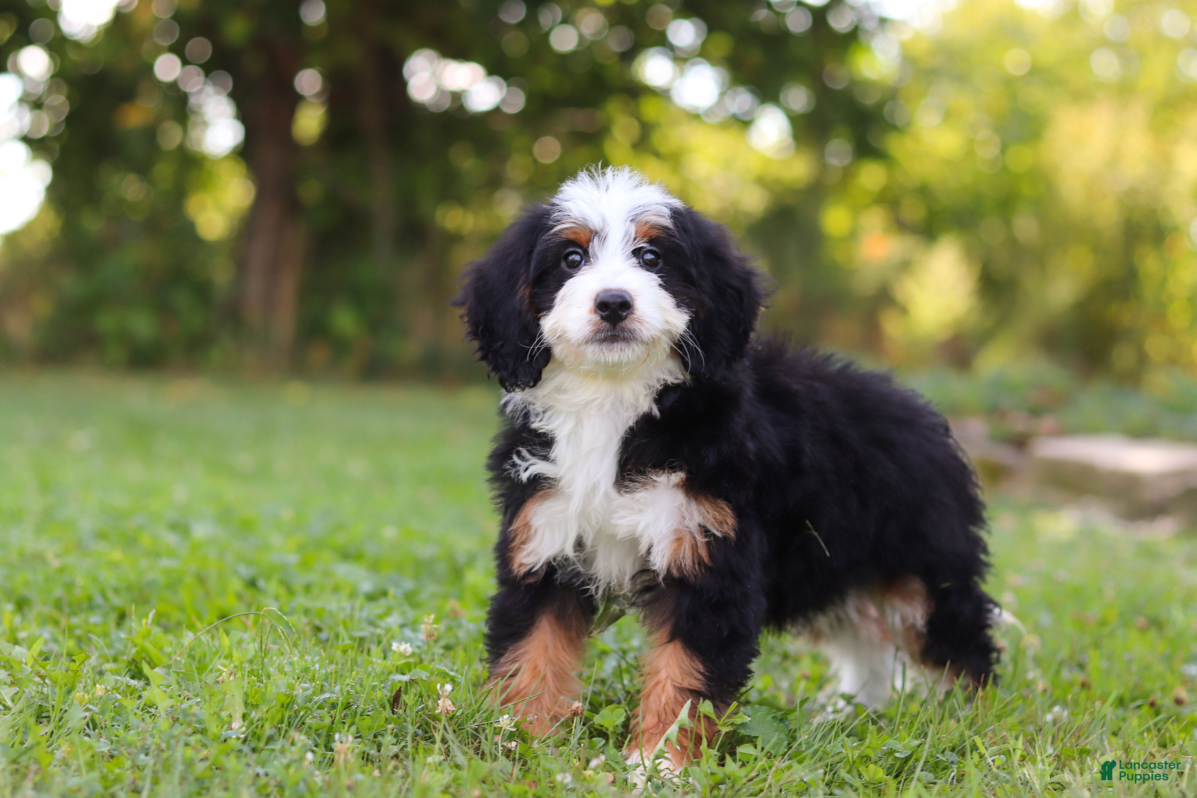 Mini Bernedoodle dogs Pixie - Ad 1