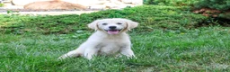 Golden Retriever dogs for sale: Twinkle - Ad 2