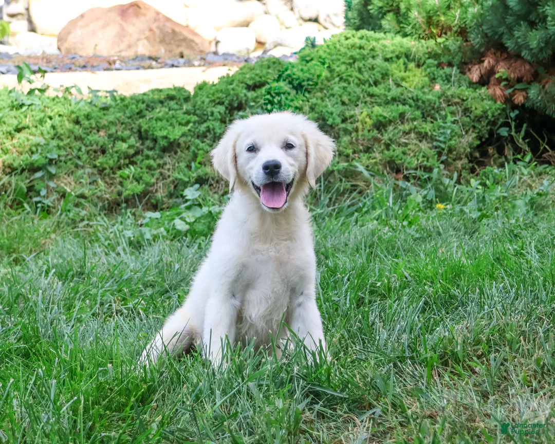 Golden Retriever dogs for sale: Twinkle - Ad 2