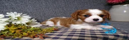 Cavalier King Charles Spaniel dogs for sale: Champ - Ad 1