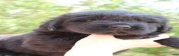 Newfoundland dogs for sale: Katydid - Ad 5