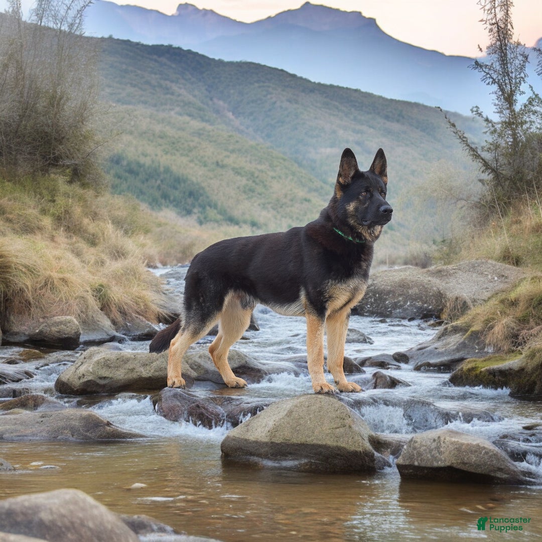 German Shepherd dogs for sale: Maverick - Ad 3