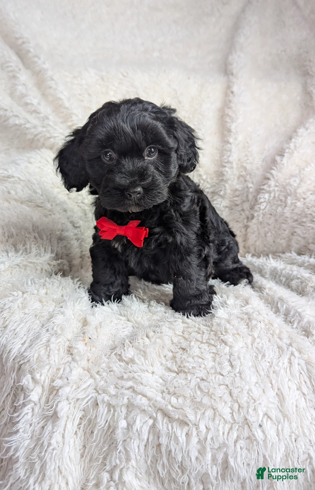 Yorkiepoo dogs for sale: Axel - Ad 3