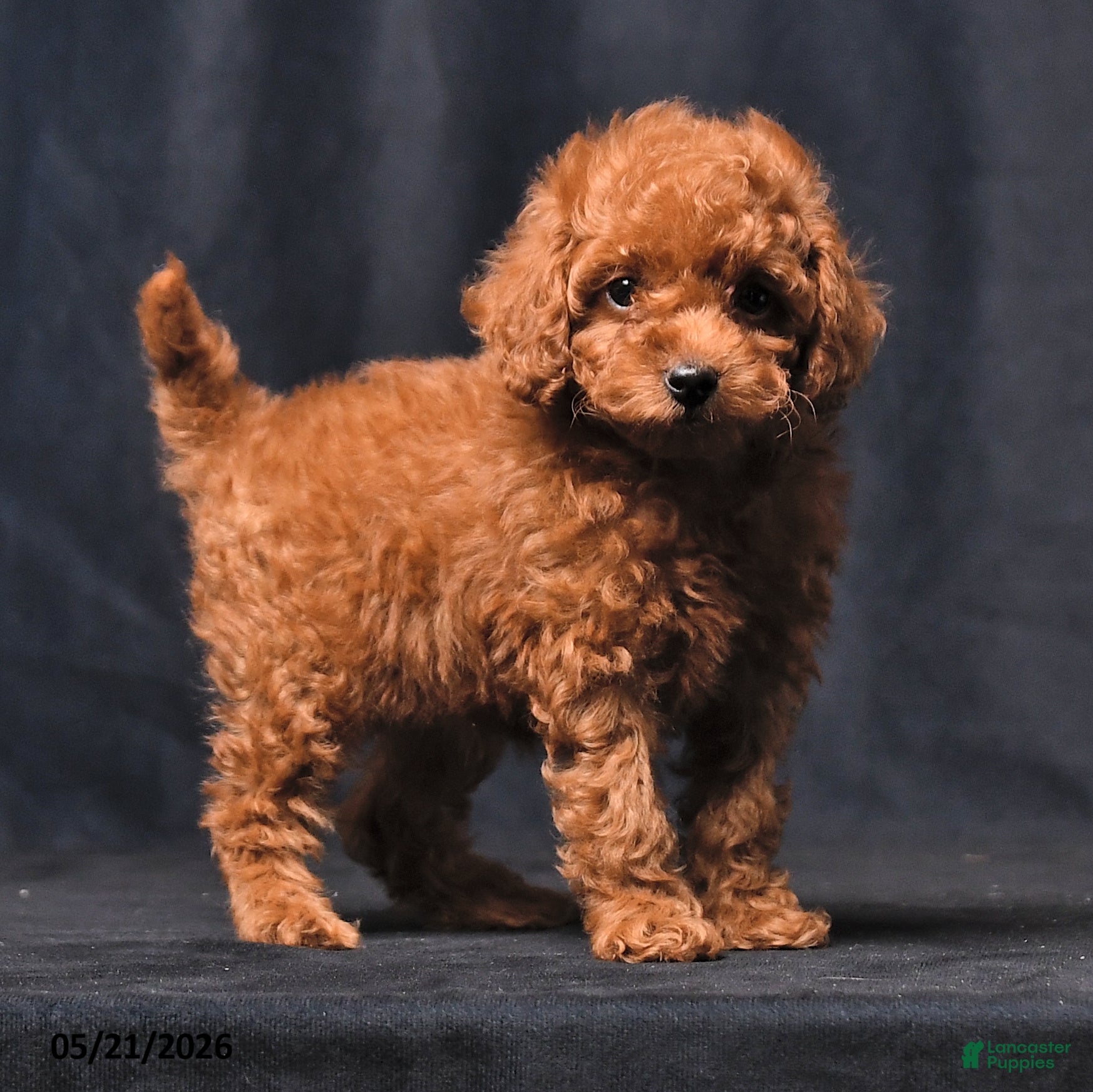 Toy Poodle dogs Tiny Amber - Ad 2