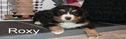 Bernese Mountain Dog dogs for sale: Roxy - Ad 1