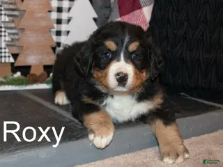 Bernese Mountain Dog dogs Roxy - Ad 33