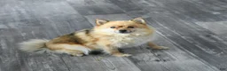 Pomsky dogs for sale: Petunia - Ad 6