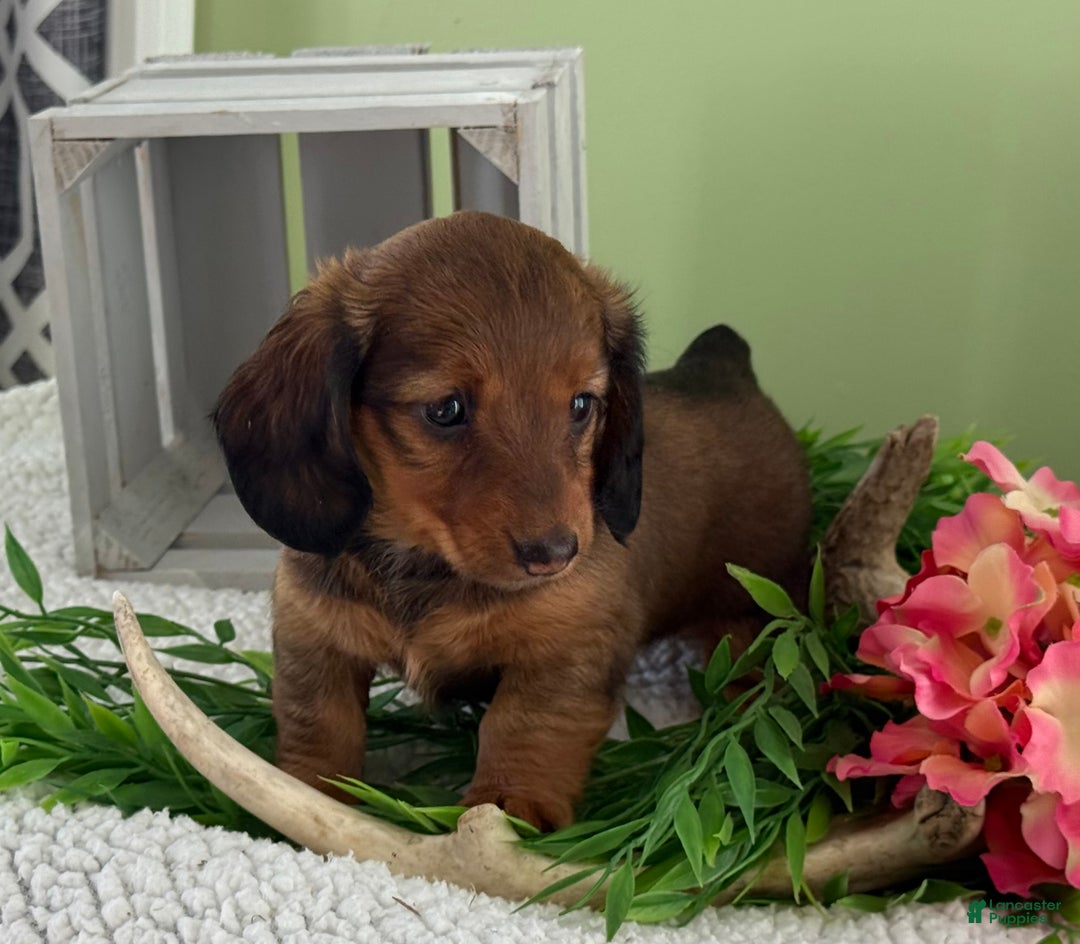 Miniature Dachshund dogs for sale: Juniper - Ad 5