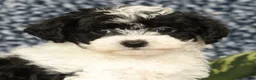 Havapoo dogs for sale: Taylor - Ad 9
