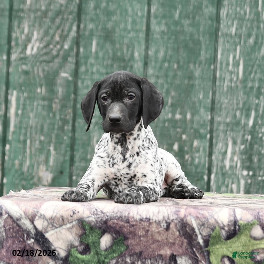 German Shorthaired Pointer dogs Freya - Ad 2