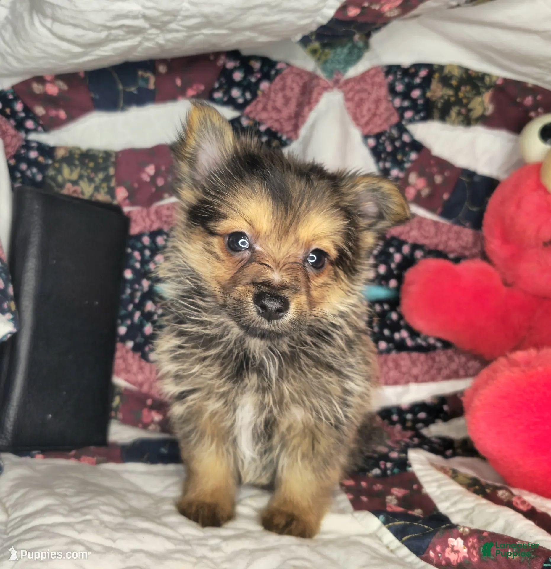 Mixed Breed dogs Ivanho The Great M (Merle) - Ad 12