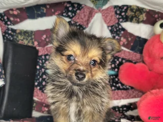 Mixed Breed dogs Ivanho The Great M (Merle) - Ad 15