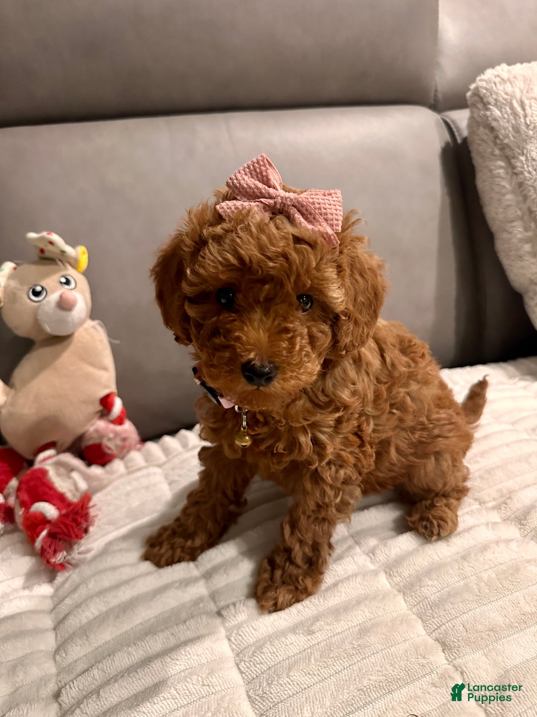 Toy Poodle dogs for sale: Ginger- AKC GENETIC TESTED - Ad 15
