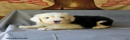 Old English Sheepdog dogs for sale: Fly   - Ad 3
