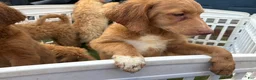 Goldendoodle dogs for sale: Fuchsia  - Ad 3