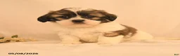 Shih Tzu dogs for sale: Jemima - Ad 1