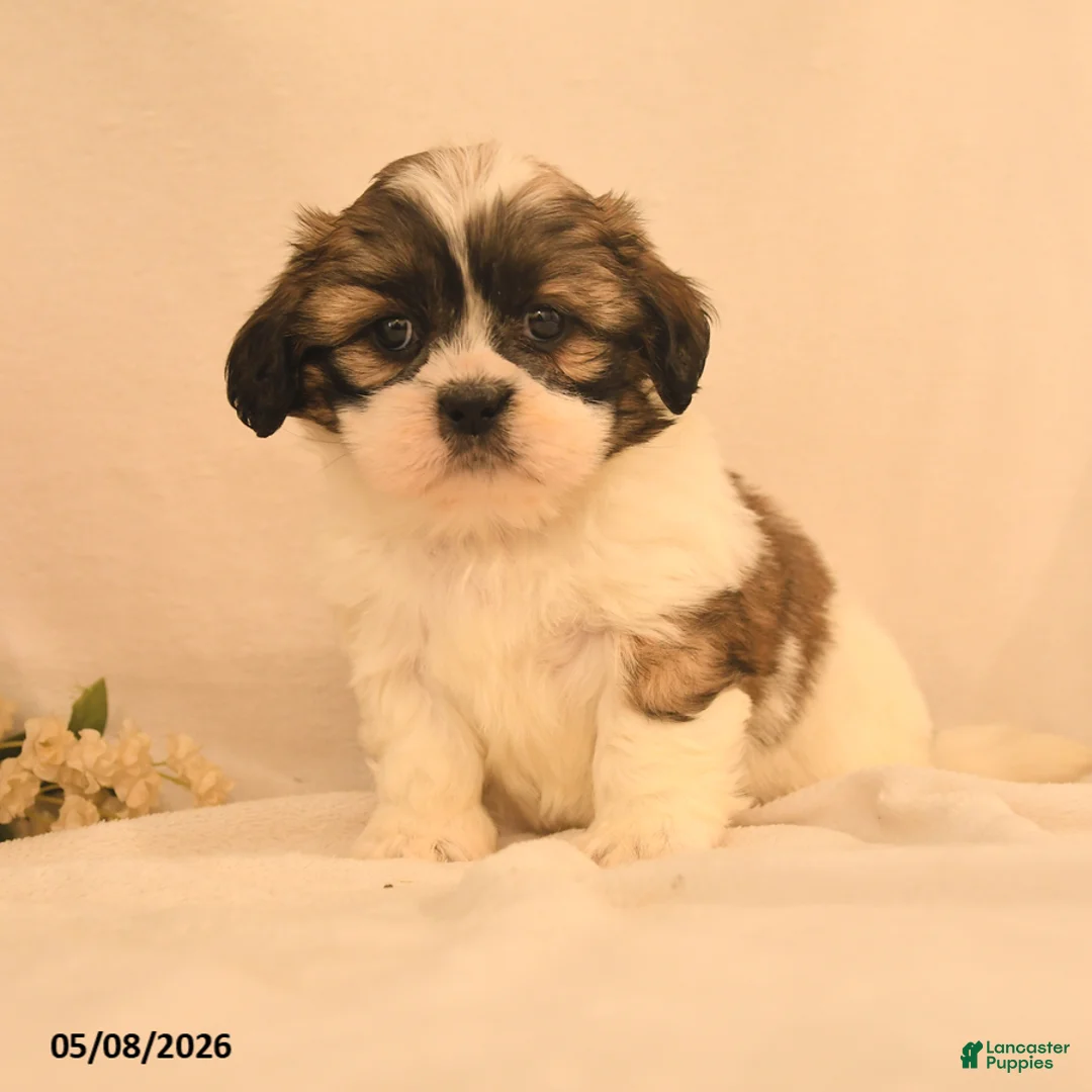 Shih Tzu dogs for sale: Jemima - Ad 1