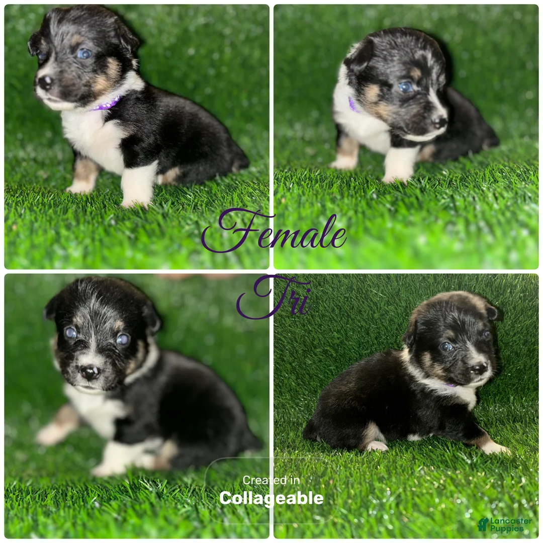 Mixed Breed dogs for sale: Auggie Female Tri (purple collar) - Ad 1