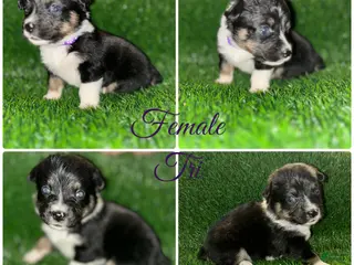 Mixed Breed dogs Auggie Female Tri (purple collar) - Ad 14