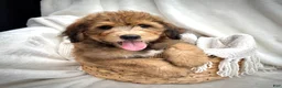 Bernedoodle dogs for sale: Theo - Ad 3