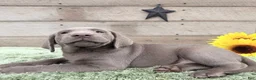 Labrador Retriever dogs for sale: Silver Sonny - Ad 4