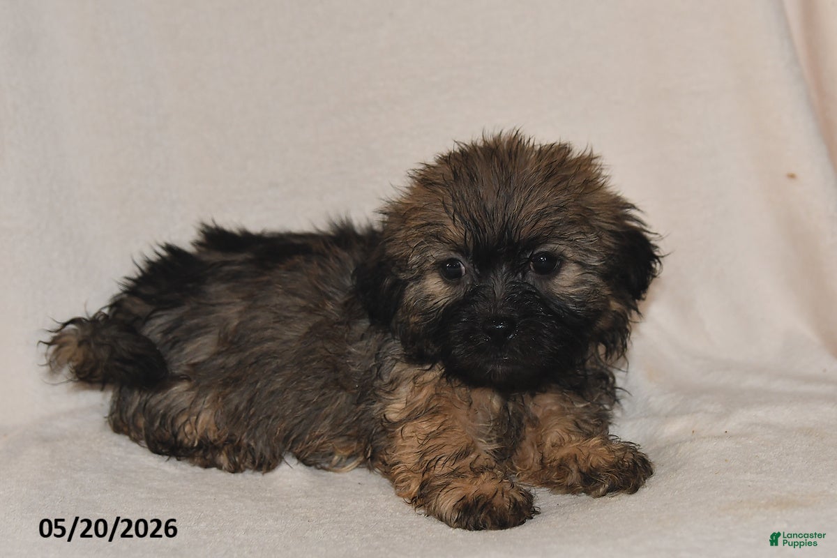 Teddy Bear dogs Cole - Ad 2