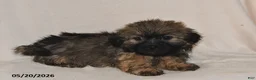 Teddy Bear dogs for sale: Cole - Ad 2