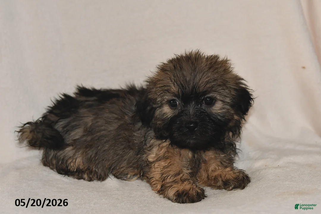 Teddy Bear dogs for sale: Cole - Ad 2