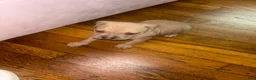 Mixed Breed dogs for sale: Mixed Breed 3 - Ad 1