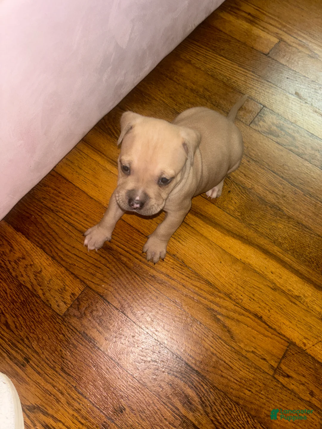 Mixed Breed dogs for sale: Mixed Breed 3 - Ad 1